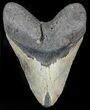 Bargain, Megalodon Tooth - North Carolina #47615-1